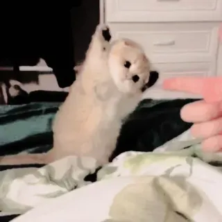 🐈 096eb9bd whatsapp sticker