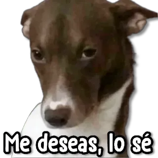 😀 3e246a4a Me deseas, lo sé dog, pet, animal, cute, funny whatsapp sticker