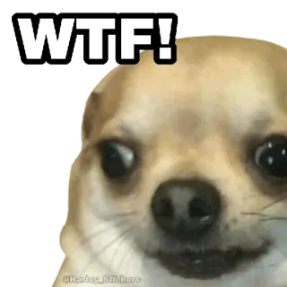 🤯 41f3d703 WTF! dog, chihuahua, wtf, funny, meme, surprised whatsapp sticker
