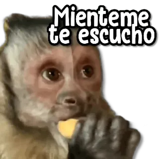 😑 49ba3acc Mienteme te escucho monkey, listening, animal, meme whatsapp sticker