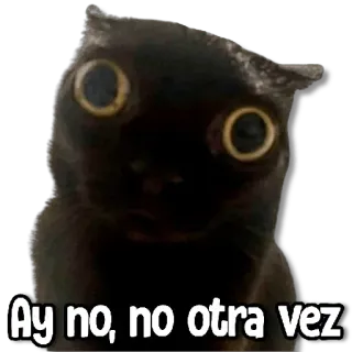 😶 5564a1fc Ay no, no otra vez cat, black cat, scared, meme, animal whatsapp sticker