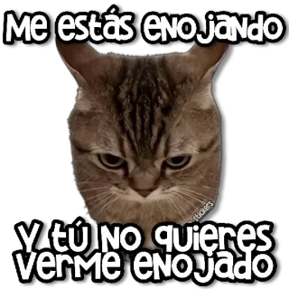😠 57eb244f Me estás enojando Y tú no quieres verme enojado cat, angry, annoyed, upset, feline whatsapp sticker