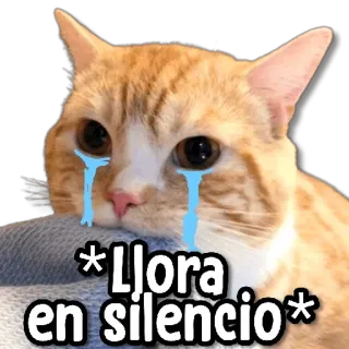 😀 6197081e *Llora en silencio* cat, crying, sad, meme, tears whatsapp sticker