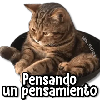 🤔 63a1d5b9 Pensando un pensamiento cat, thinking, meme, cute, animal whatsapp sticker