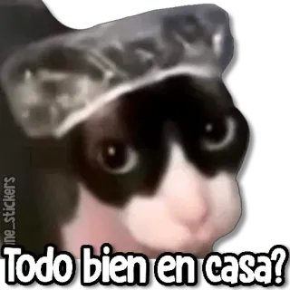 😀 77b917b6 Todo bien en casa? cat, shower cap, question, meme whatsapp sticker