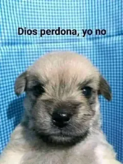 😎 8e620e83 Dios perdona, yo no dog, puppy, pet, animal, cute, meme whatsapp sticker