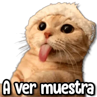 😝 9658bbad A ver muestra cat, tongue, funny, animal, hat whatsapp sticker