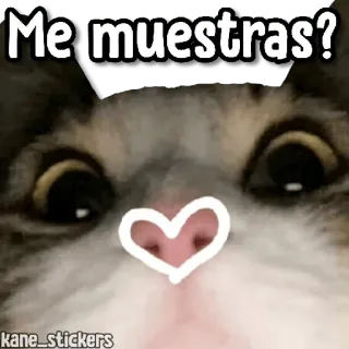 😀 9b0e0bc4 Me muestras? cat, heart, cute, kitty, animal whatsapp sticker