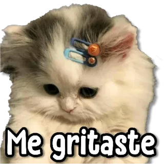 😢 9f47498b Me gritaste cat, kitten, cute, animal, sad whatsapp sticker