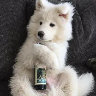 🍺 a47e788a dog, beer, animal, cute, samoyed, alcohol whatsapp sticker