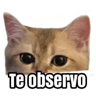 👀 b865860f Te observo cat, observing, watching, eyes whatsapp sticker