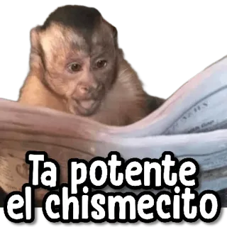 🤭 c9494677 Ta potente el chismecito monkey, reading, newspaper, gossip whatsapp sticker