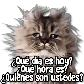 🙃 e9e0dfe4 ¿Qué día es hoy?
¿Qué hora es?
¿Quienes son ustedes? cat, confused, question, day, time whatsapp sticker