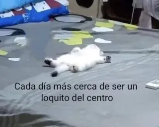 🤔 e9f2b217 Cada día más cerca de ser un loquito del centro cat, white, sleepy, lazy, pet whatsapp sticker