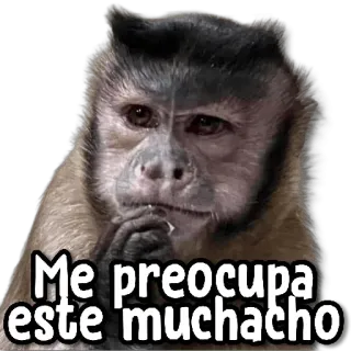 🤔 fd0c1238 Me preocupa este muchacho monkey, concerned, thinking, meme, ape whatsapp sticker