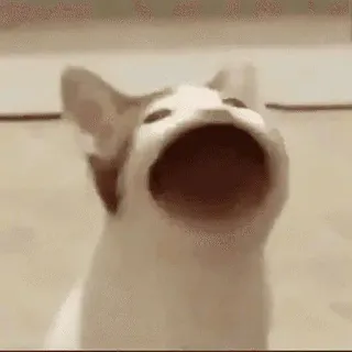 🤔 2a5d40cb cat, meme, animal, funny, pop telegram sticker