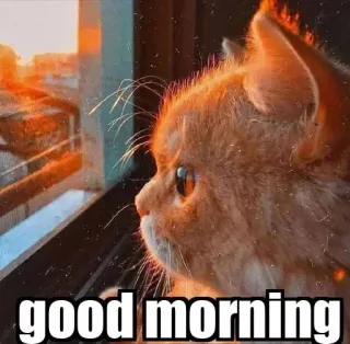 🙃 53ca07a3 good morning кот, доброе утро, восход, приветствие, окно telegram sticker
