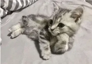 👨‍🦯 5e37f15c котёнок, кошка, животное, милый, питомец telegram sticker