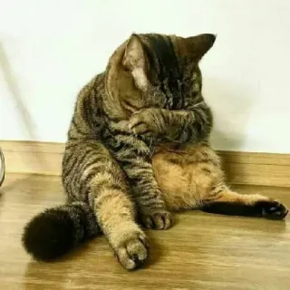 😢 86ea3830 кот, груминг, сидящий, полосатый, домашнее животное telegram sticker