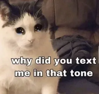 🥺 b9b6eb2d why did you text me in that tone кот, мем, грустный, тон, текст, вопрос telegram sticker