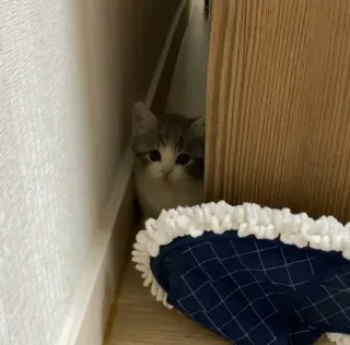 👀 e0aec86d кот, котенок, питомец, животное, милый telegram sticker