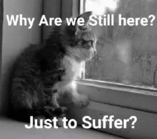 🥺 fb076ac0 Why Are we Still here? Just to Suffer? кот, грустный, страдание, мем, окно telegram sticker