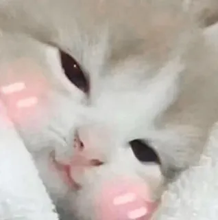 🐾 17853209 Katze, süß, erröten, Kätzchen, Tier, Haustier telegram sticker