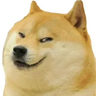 🏵 27106bff Doge anjing, meme, shiba inu, meme internet, lucu, hewan telegram sticker