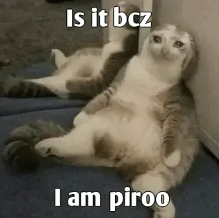 😭 edf823ee Is it bcz I am piroo kucing, sedih, meme, hewan, peliharaan telegram sticker