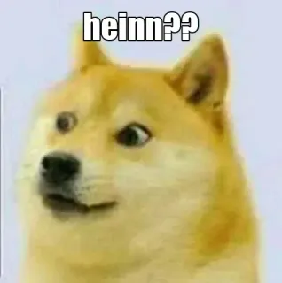 🙌 f0893935 Doge heinn?? anjing, meme, bingung, hewan, peliharaan telegram sticker