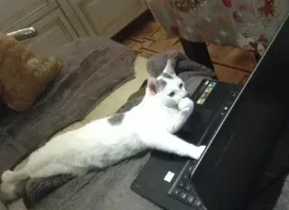 💅 180fe2dd kucing, laptop, komputer, binatang, kucing putih telegram sticker