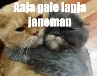 🙂 271475cc Aaja gale lagja janeman kucing, pelukan, kasih sayang, hewan telegram sticker