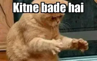 😂 3cf3546c Kitne bade hai kucing, meme, lucu telegram sticker