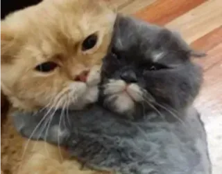 😎 d3dbdfb9 kucing, pelukan, binatang, lucu, cinta, persahabatan telegram sticker