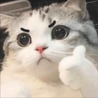👍 e2e05ede kucing, anak kucing, lucu, jempol, persetujuan telegram sticker