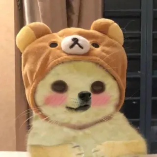 😂 3c087af4 Hund, Bär, Kostüm, Tier, süß telegram sticker