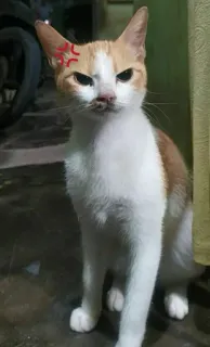 😠 815aee75 kat, boos, huisdier, katachtige, dier, huiselijk telegram sticker