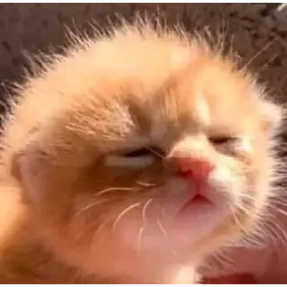 🥺 bf080586 kitten, kat, oranje, dier, schattig telegram sticker