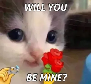 🙂 11d0b72e WILL YOU BE MINE? кот, котенок, предложение, любовь, кольцо, розы, эмодзи whatsapp sticker