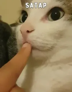 🤫 3b3c5c6c SATAP кот, палец, милый, животное, домашний whatsapp sticker