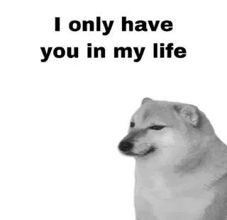 😂 4b0c7d9d I only have you in my life собака, любовь, отношения, милый, мем, доге whatsapp sticker