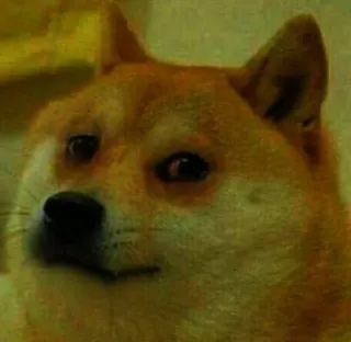 🙂 5c9ab304 Doge собака, мем, интернет, животное, питомец whatsapp sticker