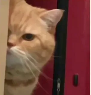 👀 86470765 кот, животное, оранжевый, питомец, милый whatsapp sticker