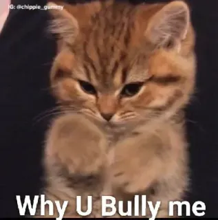 🔥 99141098 Why U Bully me кошка, котёнок, грустный, хулиган whatsapp sticker