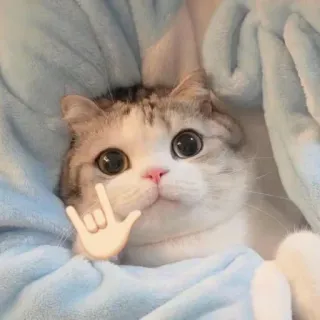 🤔 a4454b65 кот, милый, животные, млекопитающие, домашние животные whatsapp sticker