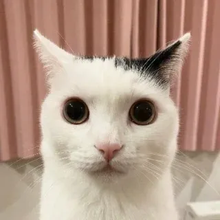 🙂 02a5aa24 gato, animal, animal de estimação, gato branco, fofo, olhos telegram sticker