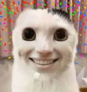 😁 02c97585 gato, engraçado, meme, animal, estranho, confete, assustador, sorriso telegram sticker