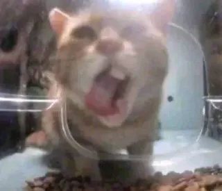 😋 17efc66e gato, animal, boca aberta, bocejo, dentes telegram sticker