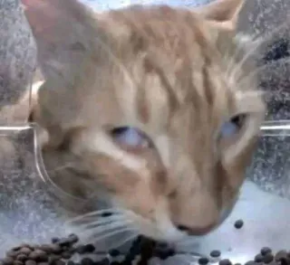 😺 190bc057 gato, animal, animal de estimação, comida, comendo telegram sticker