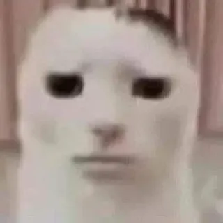 🃏 2578e0e9 telegram sticker